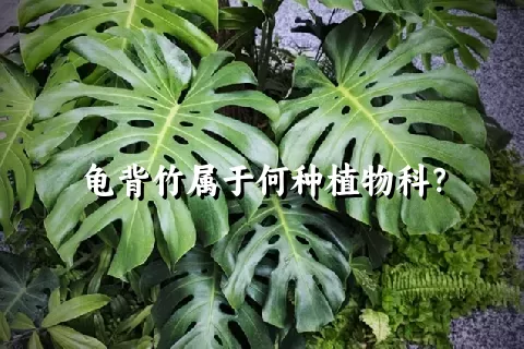 龟背竹属于何种植物科？