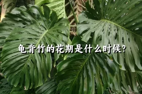 龟背竹的花期是什么时候？