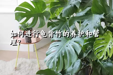 如何进行龟背竹的养护和管理？