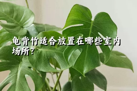 龟背竹适合放置在哪些室内场所？