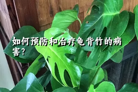 如何预防和治疗龟背竹的病害？