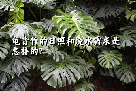 龟背竹的日照和浇水需求是怎样的？