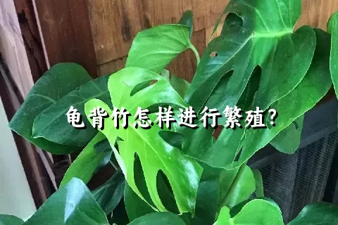 龟背竹怎样进行繁殖？