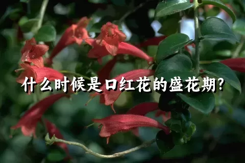 什么时候是口红花的盛花期?