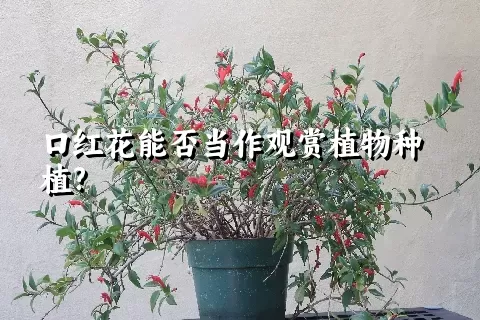 口红花能否当作观赏植物种植?