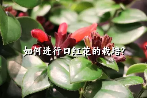 如何进行口红花的栽培?