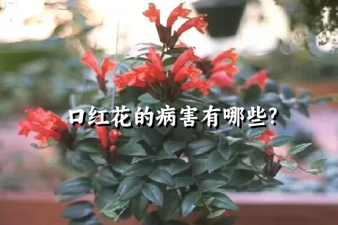 口红花的病害有哪些?