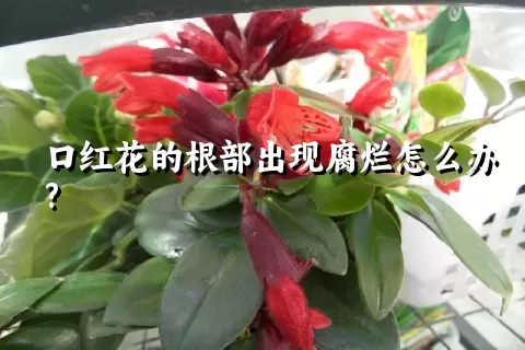 口红花的根部出现腐烂怎么办?