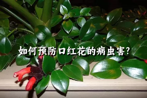 如何预防口红花的病虫害?