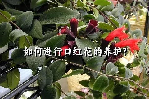 如何进行口红花的养护?