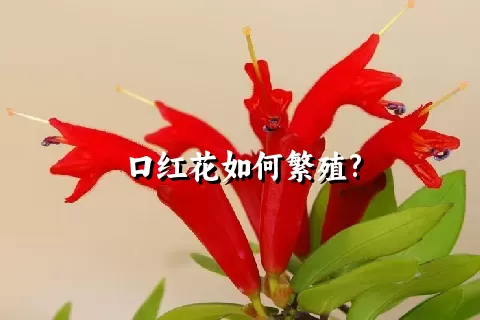 口红花如何繁殖?