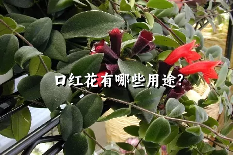 口红花有哪些用途?