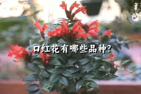 口红花有哪些品种?