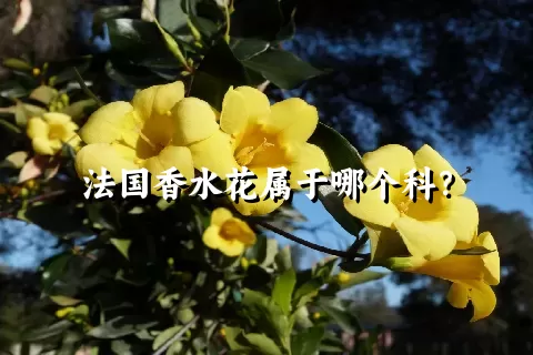 法国香水花属于哪个科？