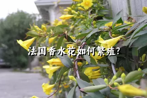 法国香水花如何繁殖？