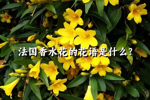 法国香水花的花语是什么？