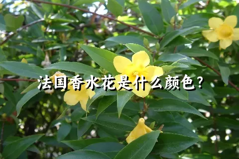 法国香水花是什么颜色？