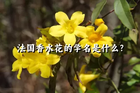 法国香水花的学名是什么？