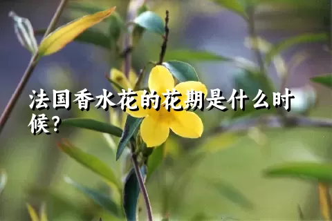 法国香水花的花期是什么时候？