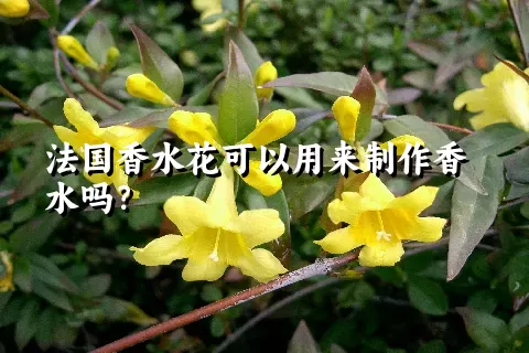 法国香水花可以用来制作香水吗？