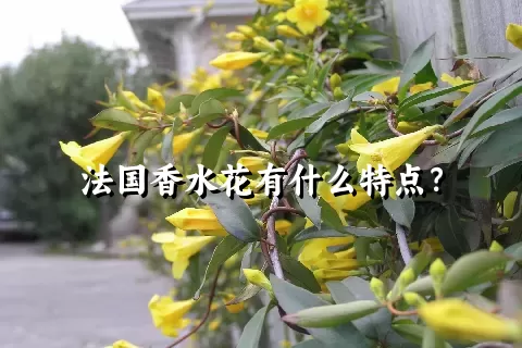 法国香水花有什么特点？