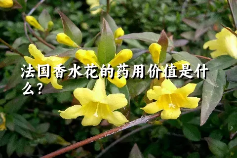 法国香水花的药用价值是什么？