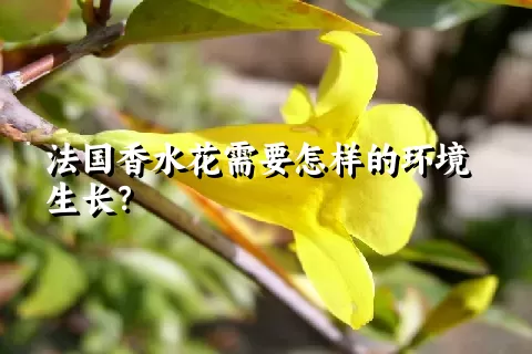 法国香水花需要怎样的环境生长？