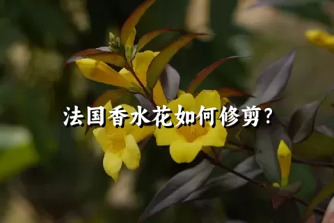 法国香水花如何修剪？