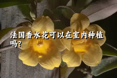 法国香水花可以在室内种植吗？