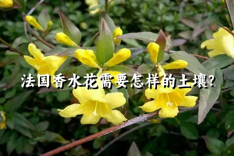 法国香水花需要怎样的土壤？