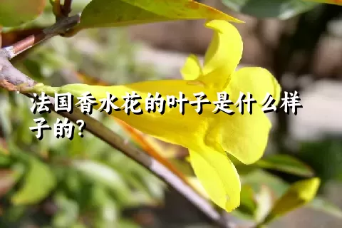 法国香水花的叶子是什么样子的？