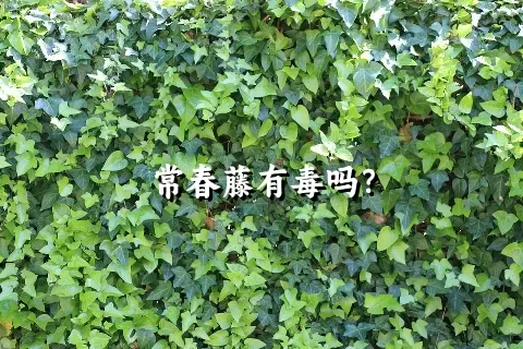 常春藤有毒吗？