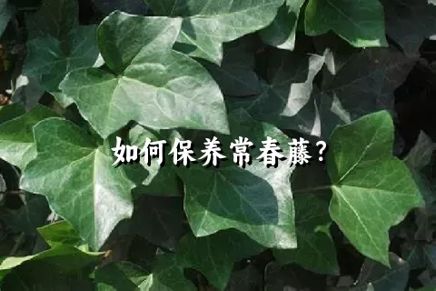 如何保养常春藤？