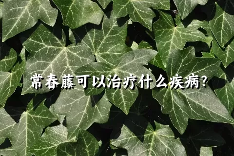 常春藤可以治疗什么疾病？