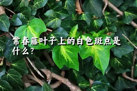 常春藤叶子上的白色斑点是什么？