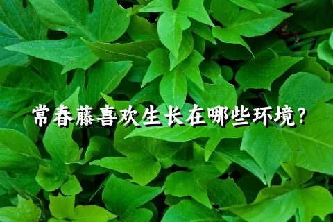 常春藤喜欢生长在哪些环境？