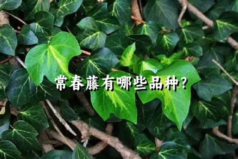 常春藤有哪些品种？