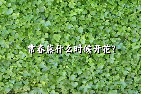 常春藤什么时候开花？