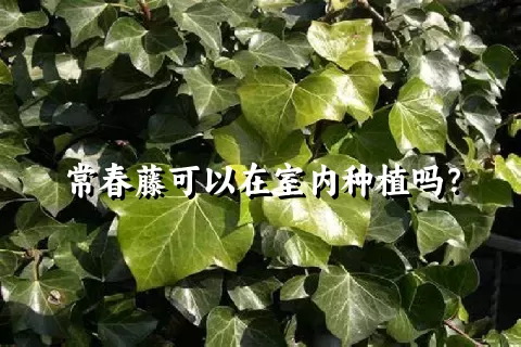 常春藤可以在室内种植吗？