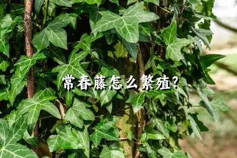 常春藤怎么繁殖？