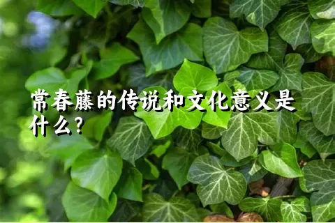 常春藤的传说和文化意义是什么？