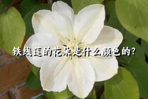 铁线莲的花朵是什么颜色的？