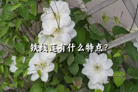 铁线莲有什么特点？