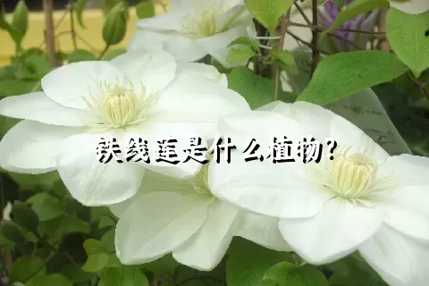 铁线莲是什么植物？