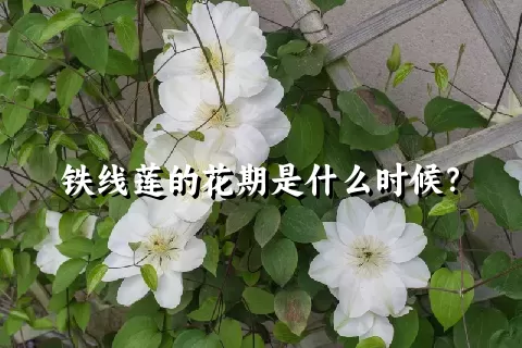 铁线莲的花期是什么时候？