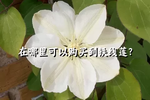 在哪里可以购买到铁线莲？