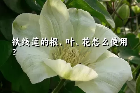 铁线莲的根、叶、花怎么使用？