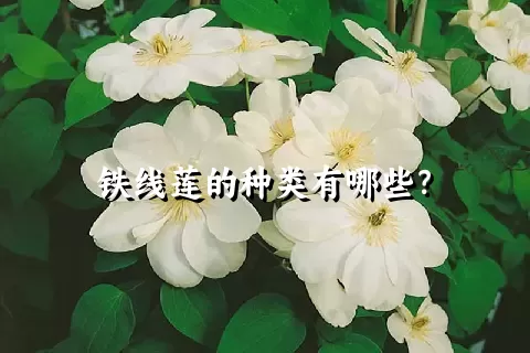 铁线莲的种类有哪些？