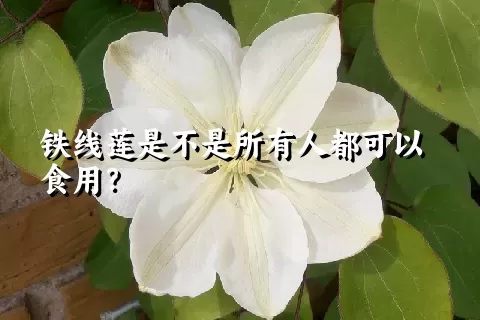 铁线莲是不是所有人都可以食用？