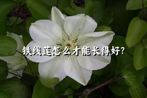 铁线莲怎么才能长得好？